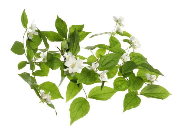 Branch of beautiful jasmine plant on white background