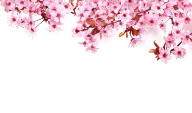Beyaz arka planda narin pembe çiçekli güzel sakura ağacı dalları