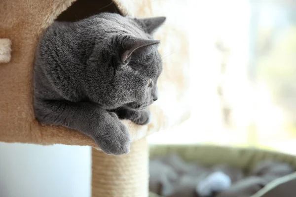 猫の木の上のかわいいペット屋内 クローズアップ — ストック写真