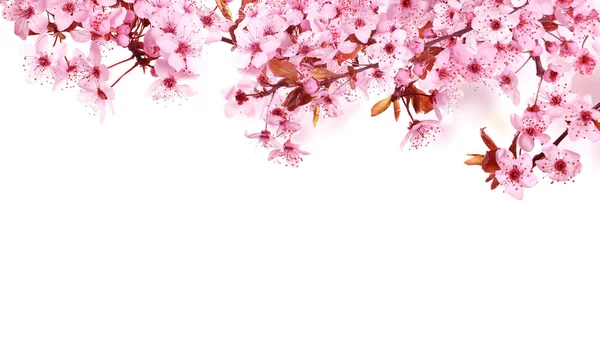 Hermosas Ramas Árbol Sakura Con Delicadas Flores Rosadas Sobre Fondo — Foto de Stock