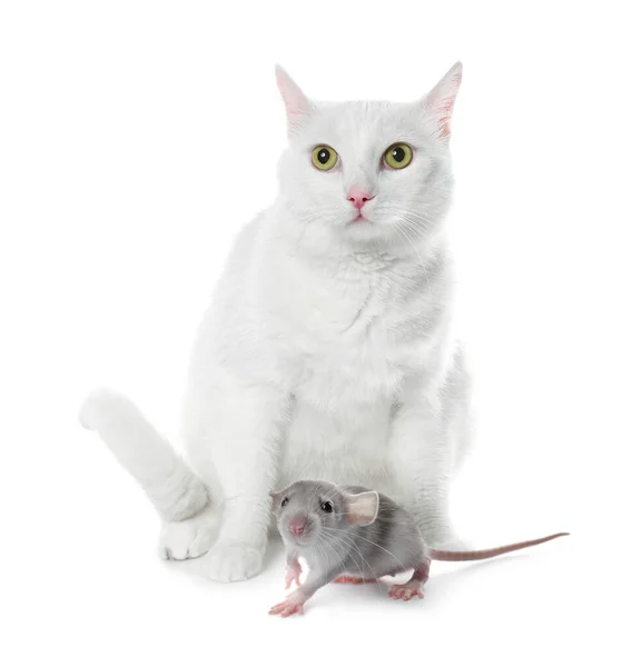 Cute Cat Rat White Background Lovely Pets — Stock Photo, Image