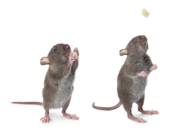 Små Råttor Vit Bakgrund Collage Kontroll Skadegörare — Stockfoto