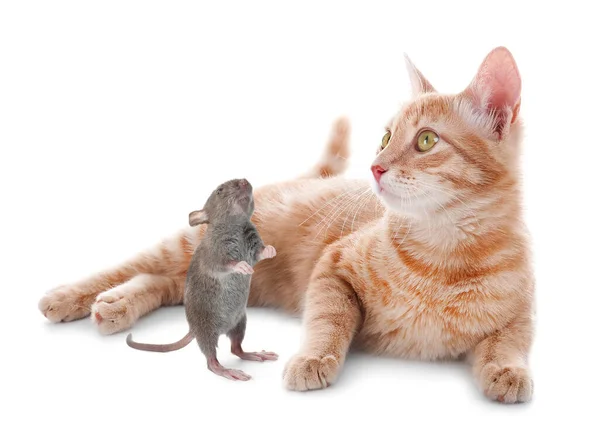 Söt Gul Tabby Katt Och Råtta Vit Bakgrund Härliga Husdjur — Stockfoto