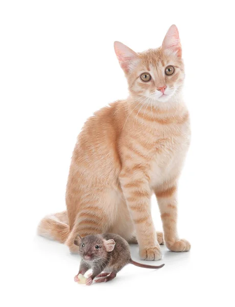 Lindo Gato Amarillo Tabby Rata Sobre Fondo Blanco Adorables Mascotas —  Fotos de Stock