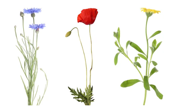 Sammlung Von Verschiedenen Schönen Wildblumen Auf Weißem Hintergrund — Stockfoto