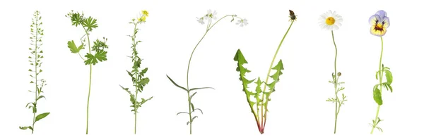 Kolekce Různých Krásných Divokých Květin Bílém Pozadí Návrh Nápisu — Stock fotografie
