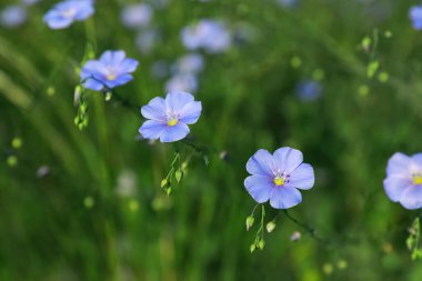 Çayırda bir sürü güzel çiçek açan keten bitkiler.
