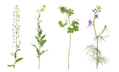 Beyaz arka planda farklı güzel yabani bitkilerin toplanması