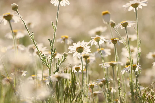 Piękne Kwiaty Rumianku Rosnące Łące Wiosną — Zdjęcie stockowe