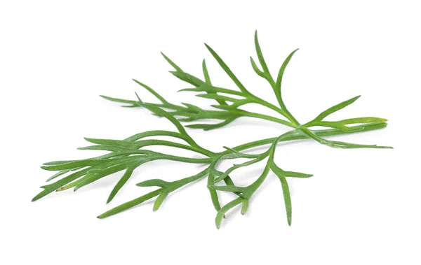 Sprig Färsk Dill Isolerad Vitt — Stockfoto