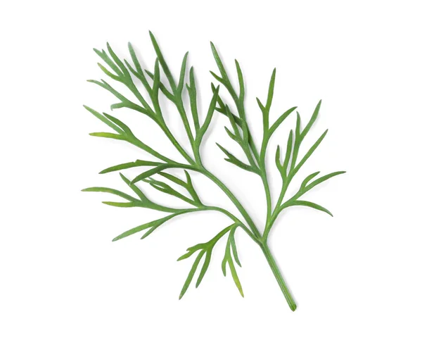 Sprig Fresh Dill Isolated White Top View — Stock fotografie