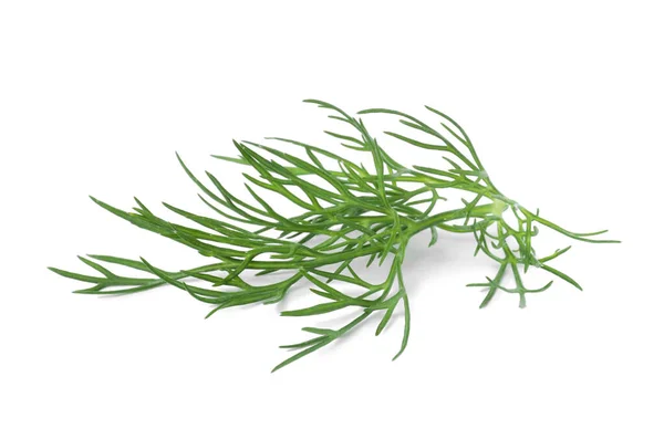 Sprig Fresh Dill Isolated White — Stock Photo, Image