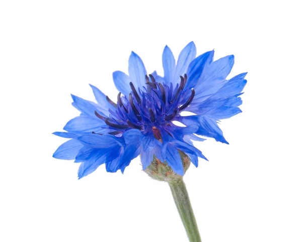 白で隔離された美しい薄い青の花の植物 — ストック写真