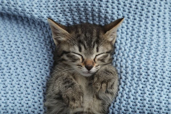 Kucing Kecil Yang Lucu Tidur Dibungkus Dengan Selimut Rajutan Biru — Stok Foto