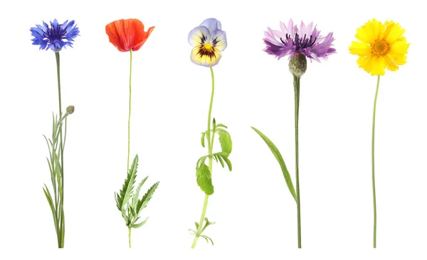 Collection Different Beautiful Wild Flowers White Background — Stock Photo, Image