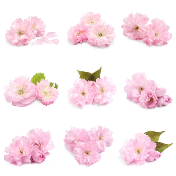 Set Krásnou Sakura Strom Květiny Bílém Pozadí — Stock fotografie