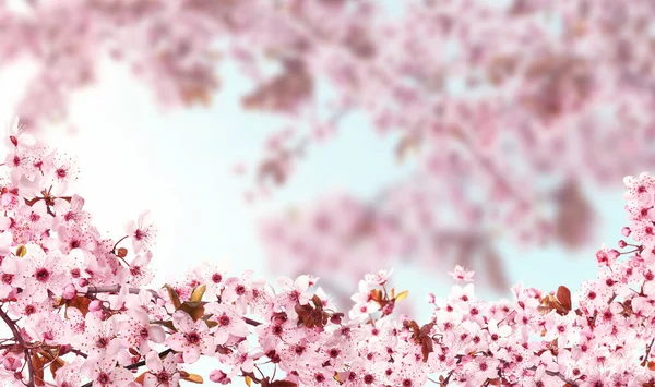 Hermosas Ramas Árbol Sakura Con Delicadas Flores Rosadas Sobre Fondo — Foto de Stock