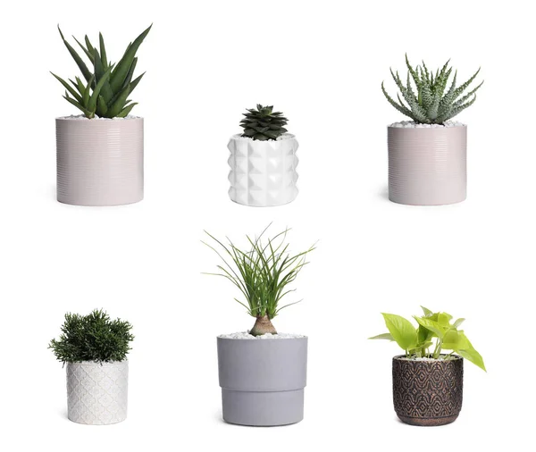 Conjunto Com Diferentes Belas Plantas Sala Fundo Branco — Fotografia de Stock