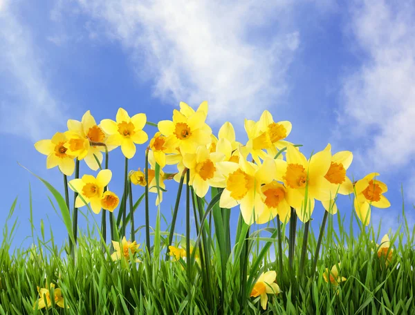 Krásné Žluté Narcisy Venku Slunečného Dne — Stock fotografie