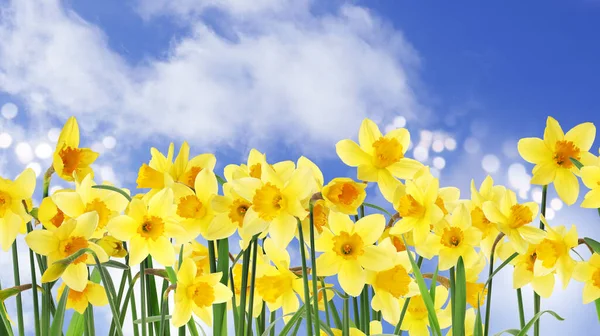 Krásné Žluté Narcisy Venku Slunečného Dne Návrh Nápisu — Stock fotografie