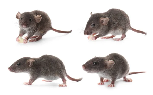 Małe Szczury Białym Tle Kolaż Zwalczanie Szkodników — Zdjęcie stockowe