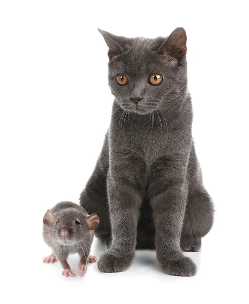 Schattig Grijs Brits Stenografisch Kat Rat Witte Achtergrond Heerlijke Huisdieren — Stockfoto