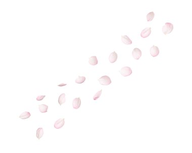 Beyaz arka planda güzel sakura çiçekleri