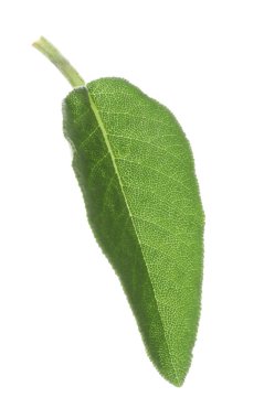 Beyaz renkte taze bir adaçayı yaprağı.