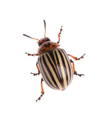 One colorado potato beetle isolated on white clipart