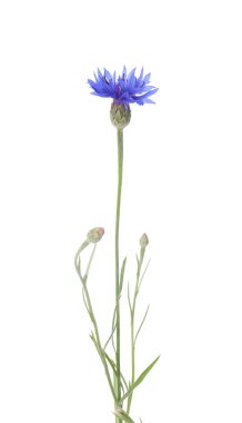 Güzel açık mavi çiçek bitkisi beyaza izole edilmiş.