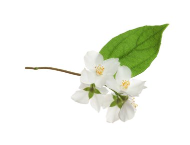 Beyaz arka planda yaprağı olan yasemin bitkisinin güzel çiçekleri