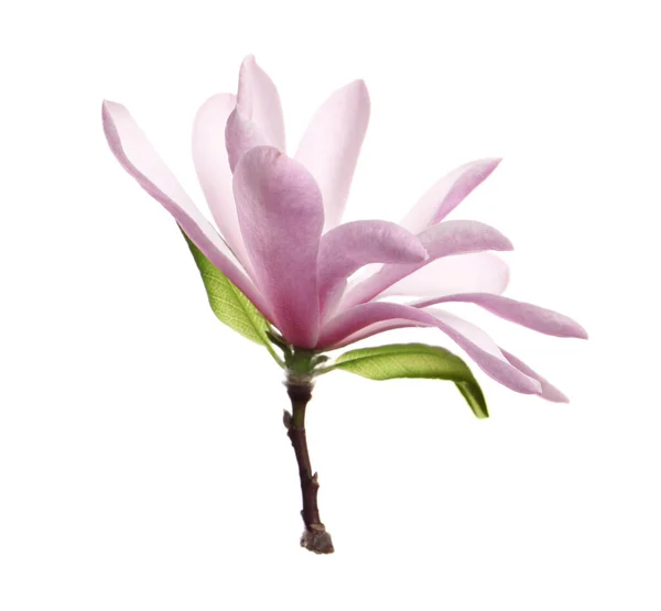 Beautiful Pink Magnolia Flower Green Leaves Isolated White — Stock Photo, Image