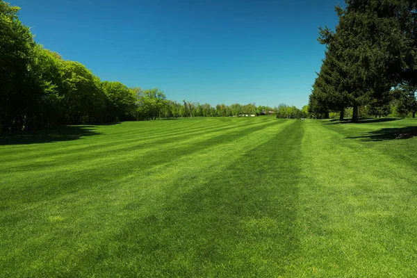 Vacker Utsikt Över Landskapet Med Färskt Grönt Gräs Och Träd — Stockfoto