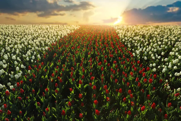 Bela Vista Campo Com Tulipas Florescentes Dia Ensolarado — Fotografia de Stock