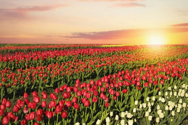 Bela Vista Campo Com Tulipas Florescentes Dia Ensolarado — Fotografia de Stock