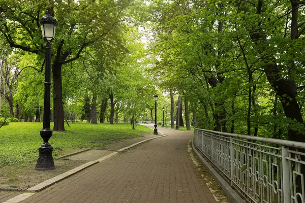 Beautiful Green Trees Park Sunny Day — Stock Photo, Image