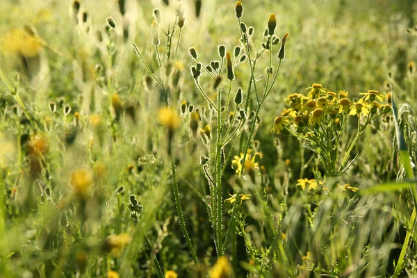 Schöne Gelbe Blumen Wachsen Sonnigen Tagen Auf Der Wiese — Stockfoto