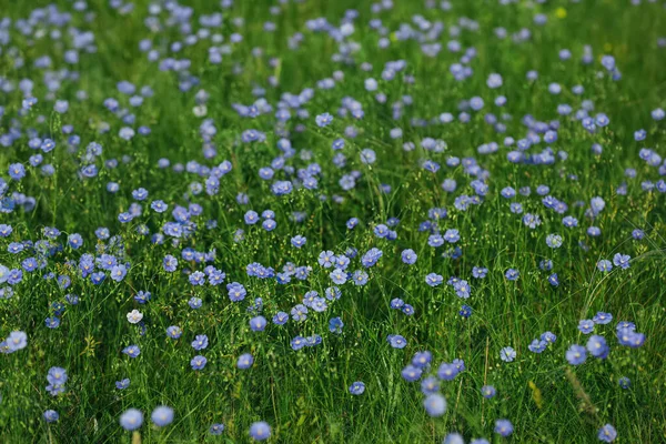 Picturesque View Beautiful Blooming Flax Field — Stock Photo, Image