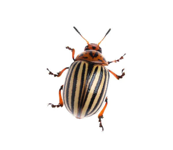 一只彩色马铃薯甲虫在白色上被分离出来 — 图库照片