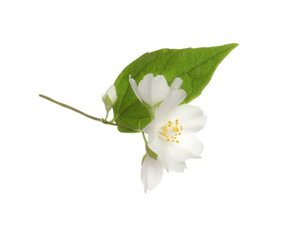 Piękne Kwiaty Rośliny Jaśminu Liściem Białym Tle — Zdjęcie stockowe