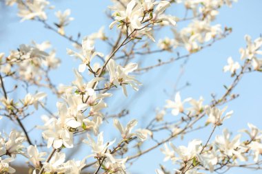 Güneşli bir günde güzel bir manolya ağacı.