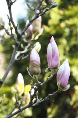 Güneşli bir günde güzel açan Magnolia ağacı, yakın plan.
