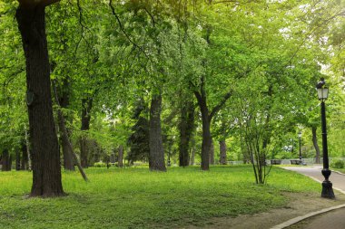 Güneşli bir günde parkta güzel yeşil ağaçlar