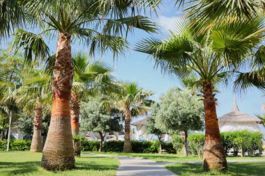 Güneşli yaz gününde, açık havada palmiye ağaçlarının güzel manzarası.