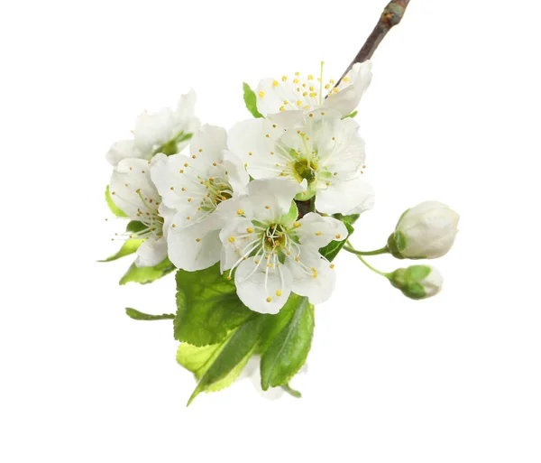 Lindas Flores Frescas Cerejeira Isoladas Branco — Fotografia de Stock
