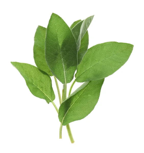 Πράσινα Φύλλα Φασκόμηλου Λευκό Φόντο — Φωτογραφία Αρχείου