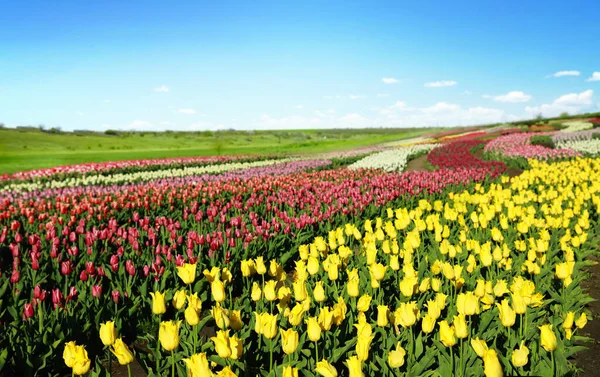 Bela Vista Campo Com Tulipas Florescentes Dia Ensolarado — Fotografia de Stock