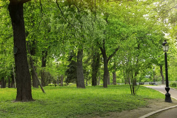 Beaux Arbres Verts Dans Parc Par Une Journée Ensoleillée — Photo