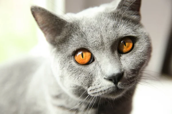 Beautiful Grey British Shorthair Cat Blurred Background Closeup — Stock Photo, Image