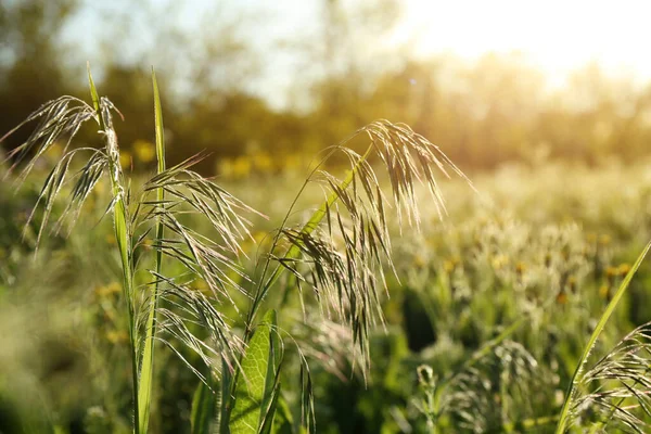 Vackra Blommor Som Xer Ängen Solig Dag — Stockfoto